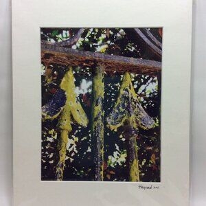 Rusted Iron Fence Color Photo Matted Art 11x14 Kaynard Photography Charleston SC